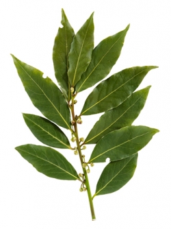 Bay Leaves