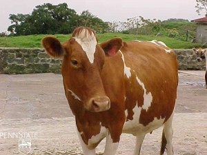 cow17