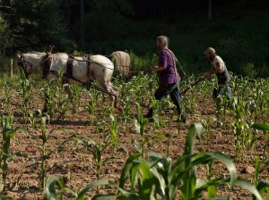 tutleislandplow2