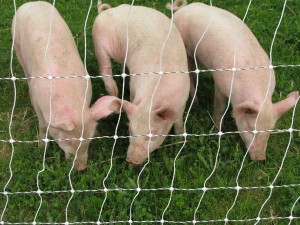 3pigs