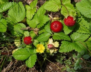 INDIAN STRAWBERRY