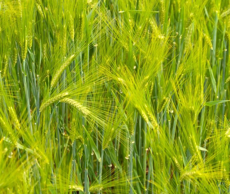 How to Store Grains